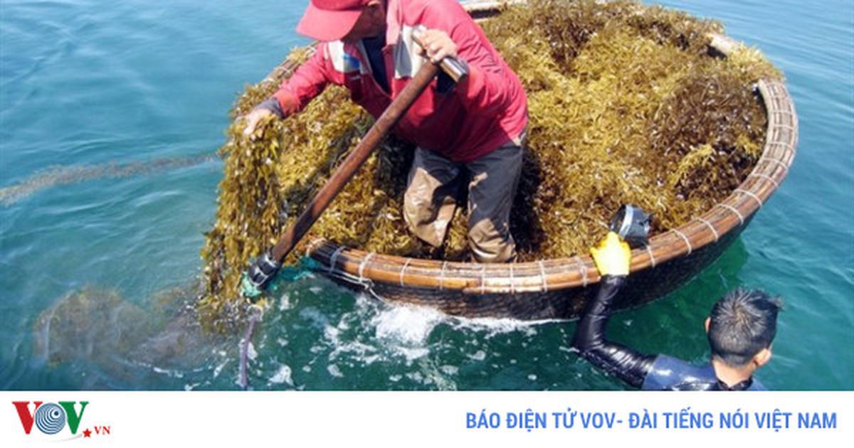 Rong biển, hướng đi mới để phát triển thủy sản bền vững