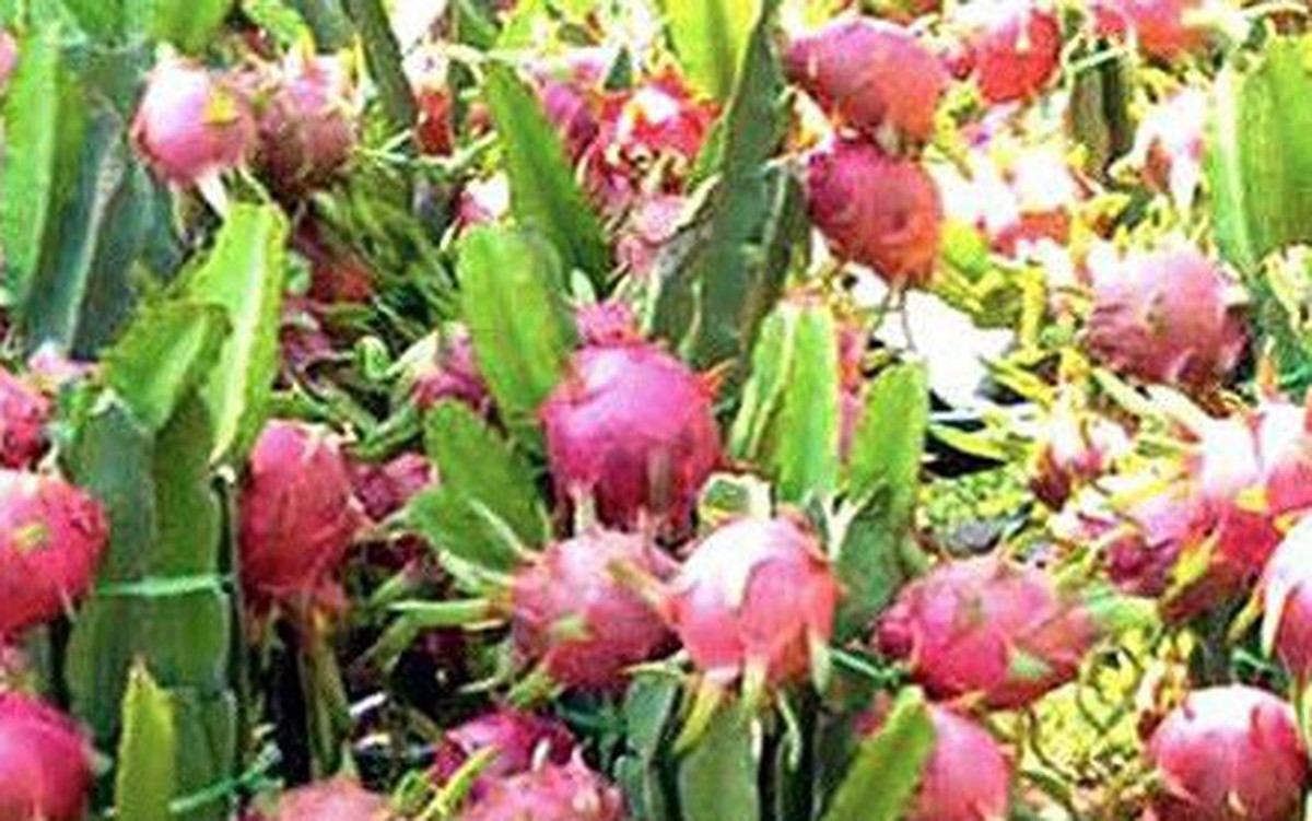 Nông dân Long An lao đao vì thanh long mất giá