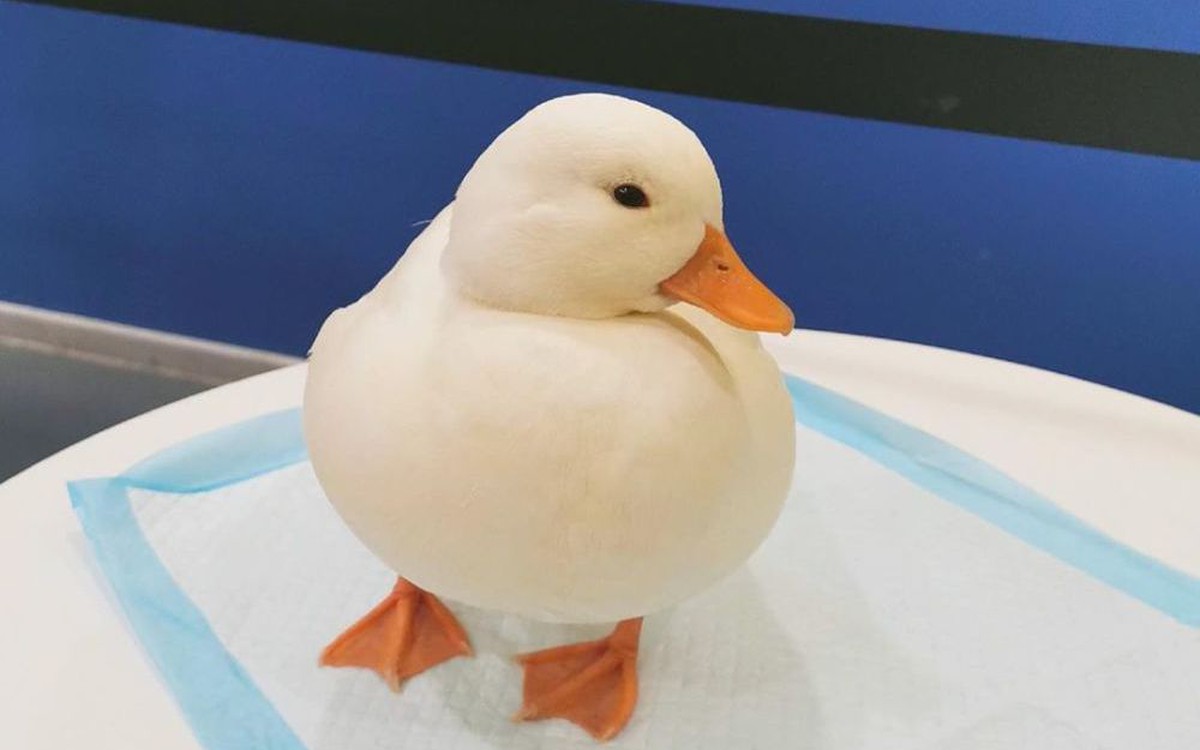 Trào lưu nuôi vịt gọi - Call Duck: Thú vui của "đại gia", chấp ...