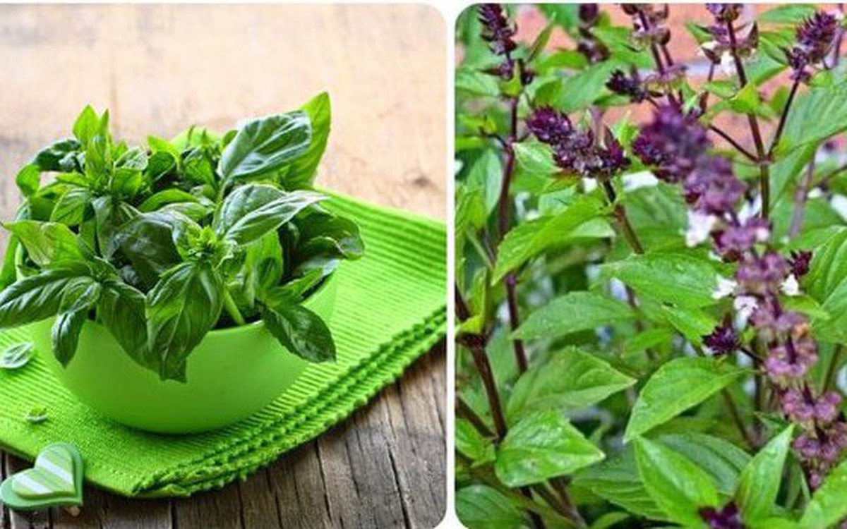 Loại rau thơm rẻ tiền mọc hoang đầy góc vườn tốt cho tim mạch, lại ngừa ...