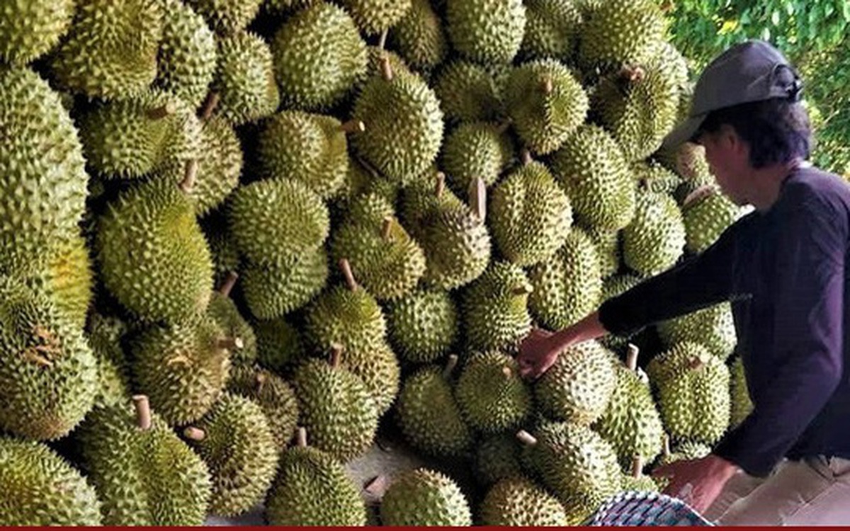 Sầu riêng tiếp tục rớt giá mạnh