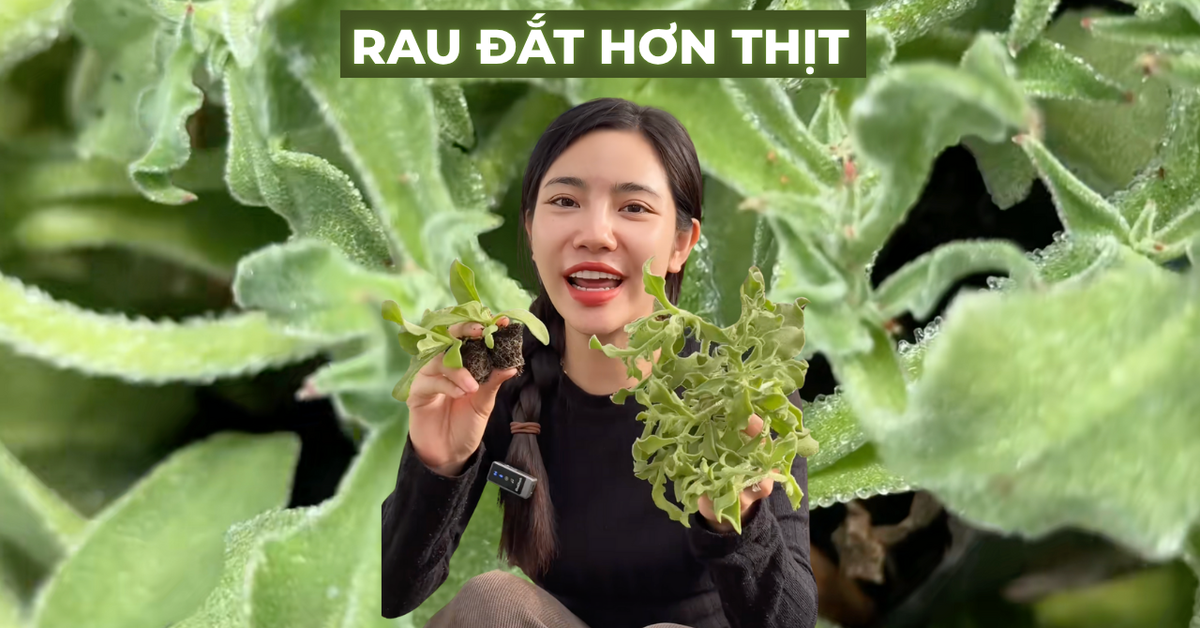 Sự thật về rau xà lách giá 300k/kg, vị mặn như muối đang được săn lùng ...