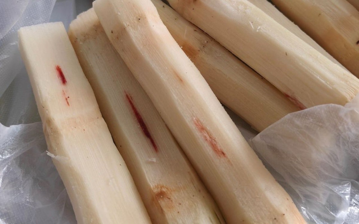 Mua mía thấy vệt đỏ trên thân thì vứt ngay lập tức, ăn vào nôn mửa, co giật  tay chân