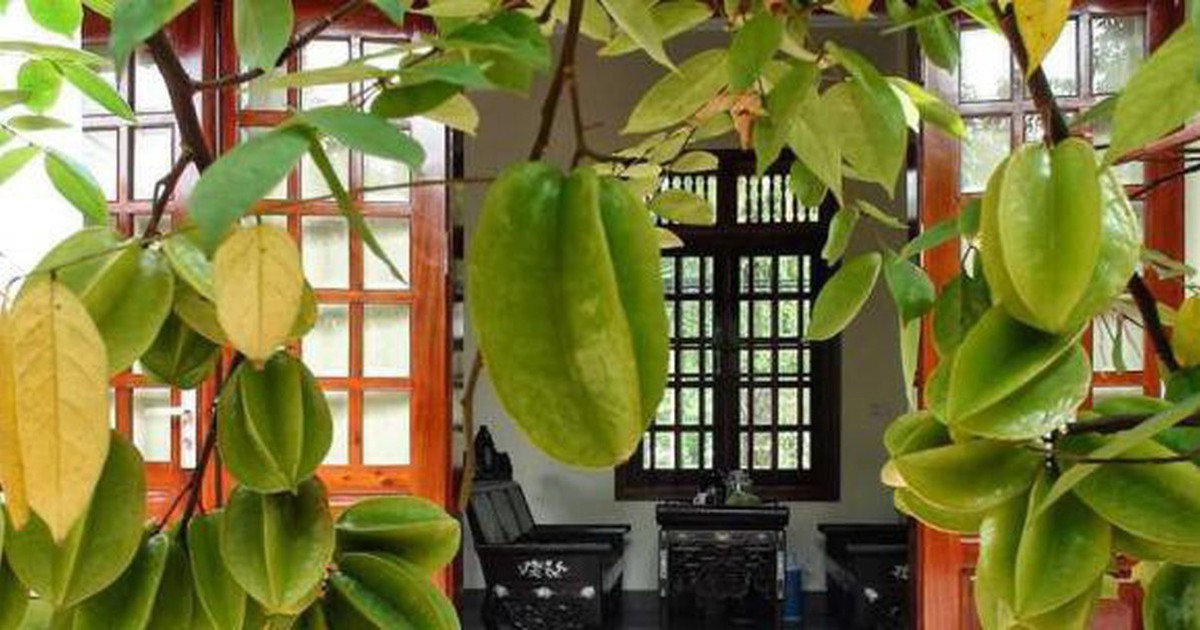 Vì sao nhiều gia đình trồng cây khế trong sân? Hóa ra không chỉ để lấy quả