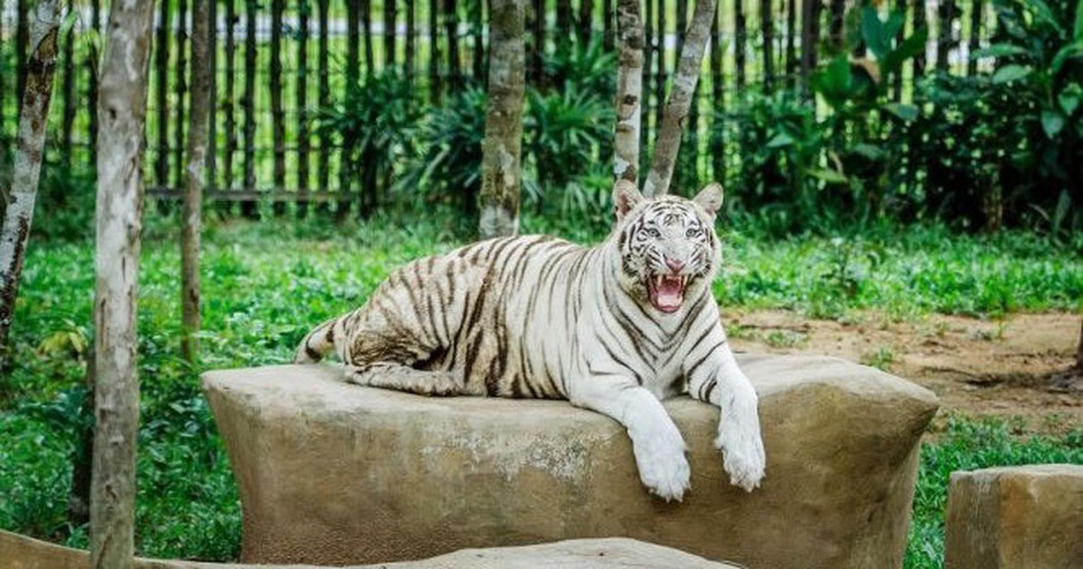 Tỷ phú Phạm Nhật Vượng tuyển người phát thức ăn cho hổ, báo, sư tử…thậm chí bơi cùng nàng tiên cá