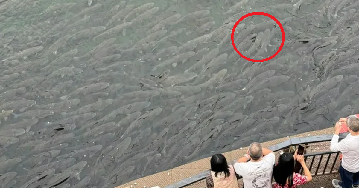 Người dân ghi lại cảnh tượng "nổi da gà" trên sông, nhìn kỹ mới bất ngờ