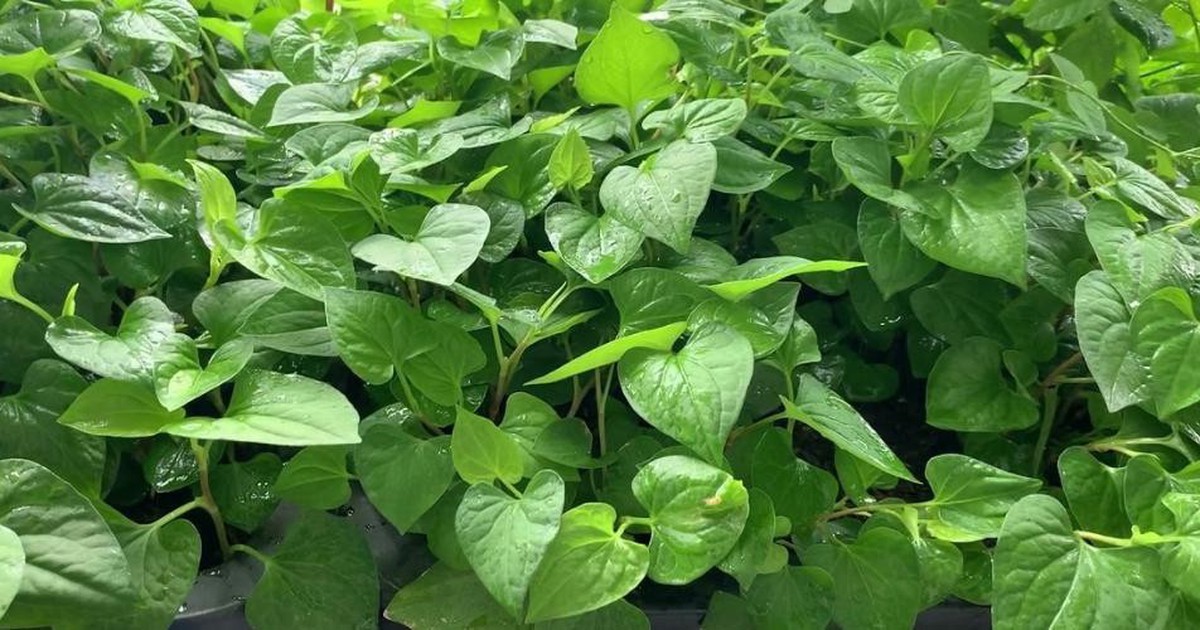 Tin vui cho những người đang trồng rau diếp cá