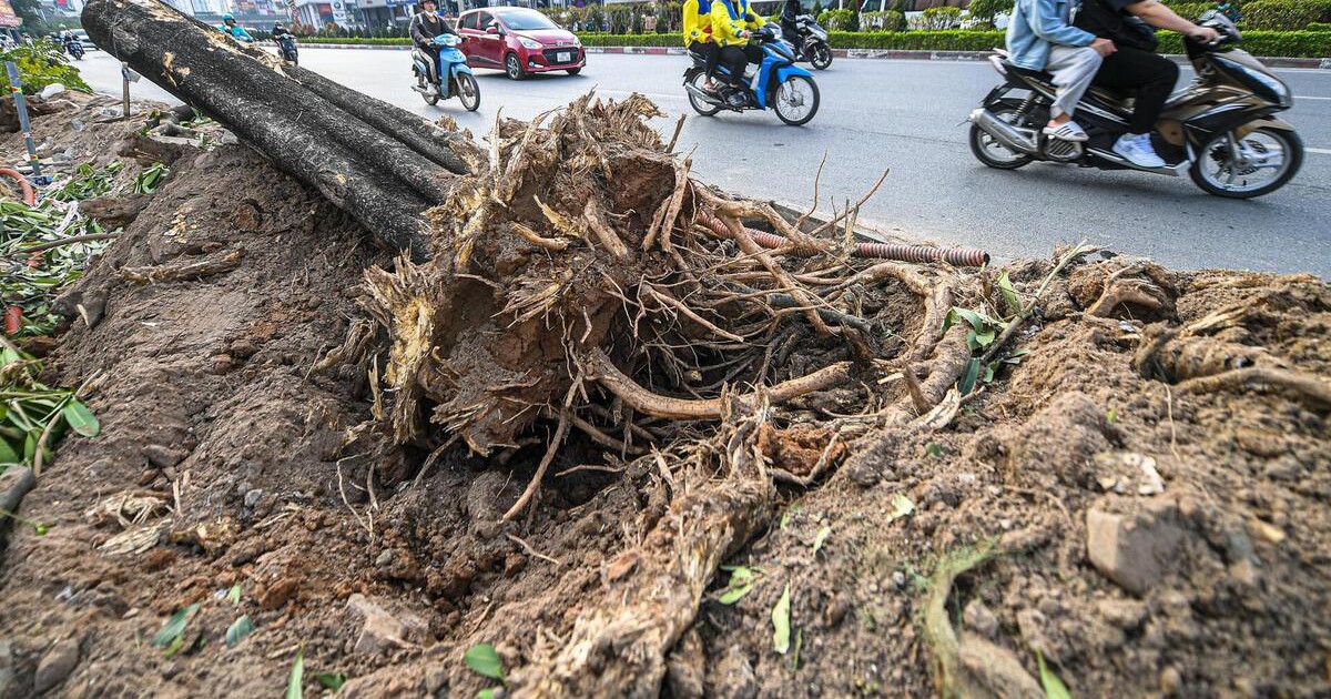 Hà Nội yêu cầu hạn chế chặt hạ cây xanh khi mở đường, xén dải phân cách