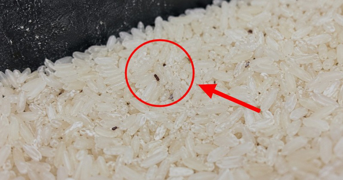 Nói thật: Gạo cất 5 nơi này chỉ tổ nuôi mọt, sinh mốc, rước nguy cơ vào bữa cơm