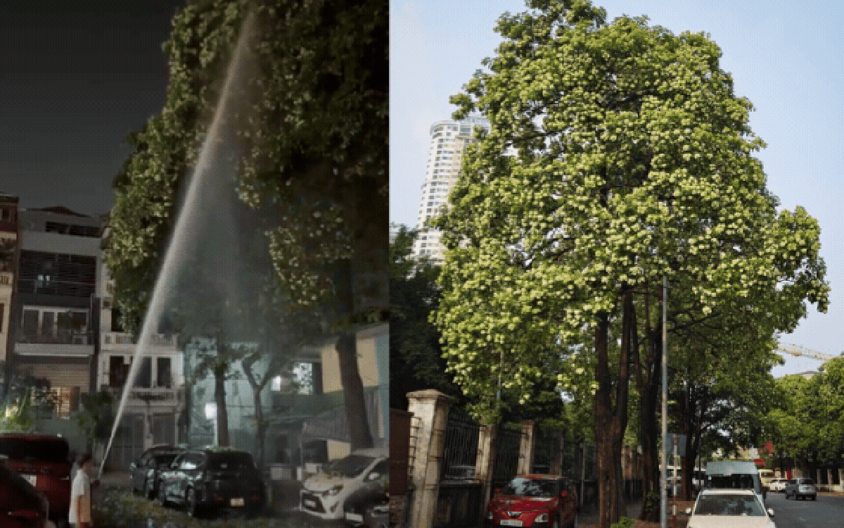 Tận nơi 12 cây hoa sữa nở rộ quanh một chung cư Hà Nội: Vì sao người dân phải đóng kín cửa, xịt nước lên cây?