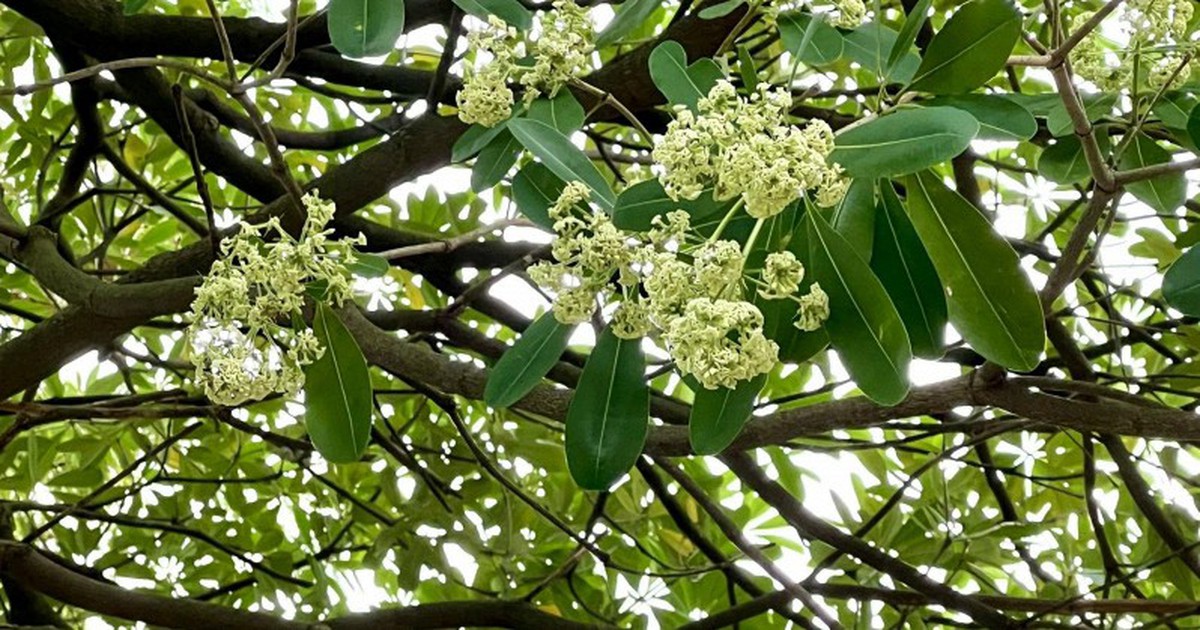 Vì sao có người mê mùi hoa sữa, có người ngửi thôi đã đau đầu, chóng mặt?