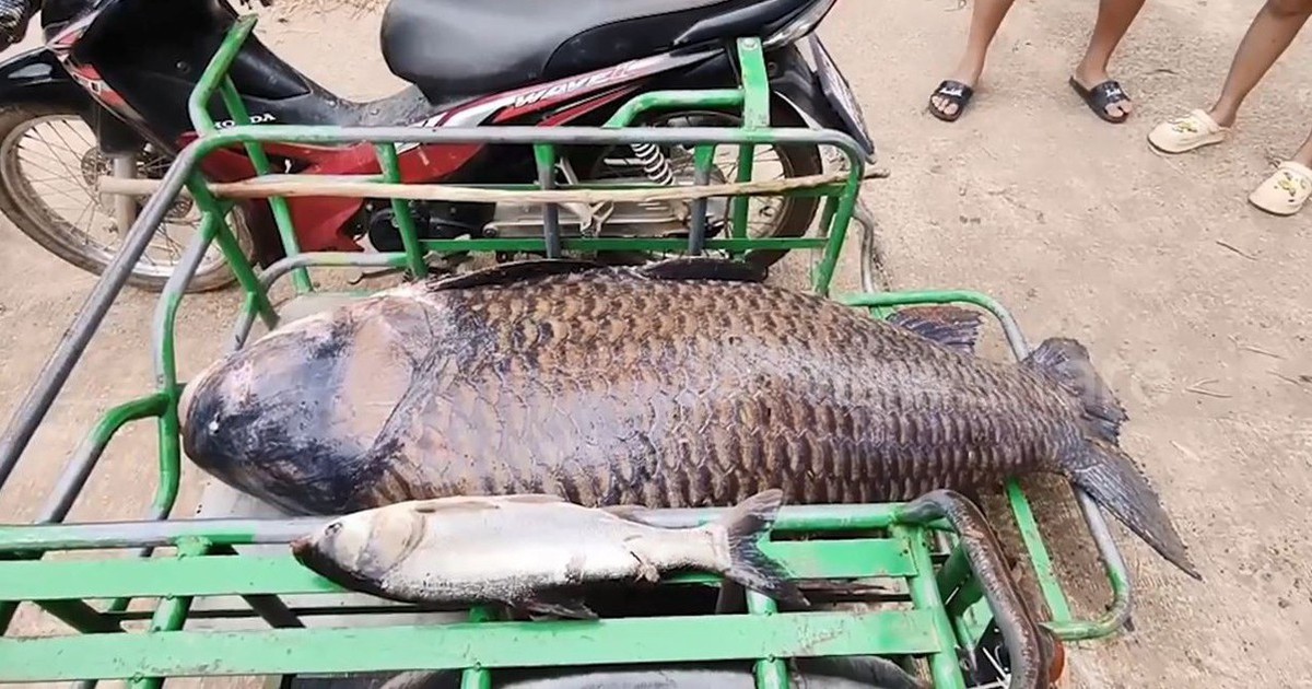 Người dân bắt được con cá chép khổng lồ nặng 100kg trên sông