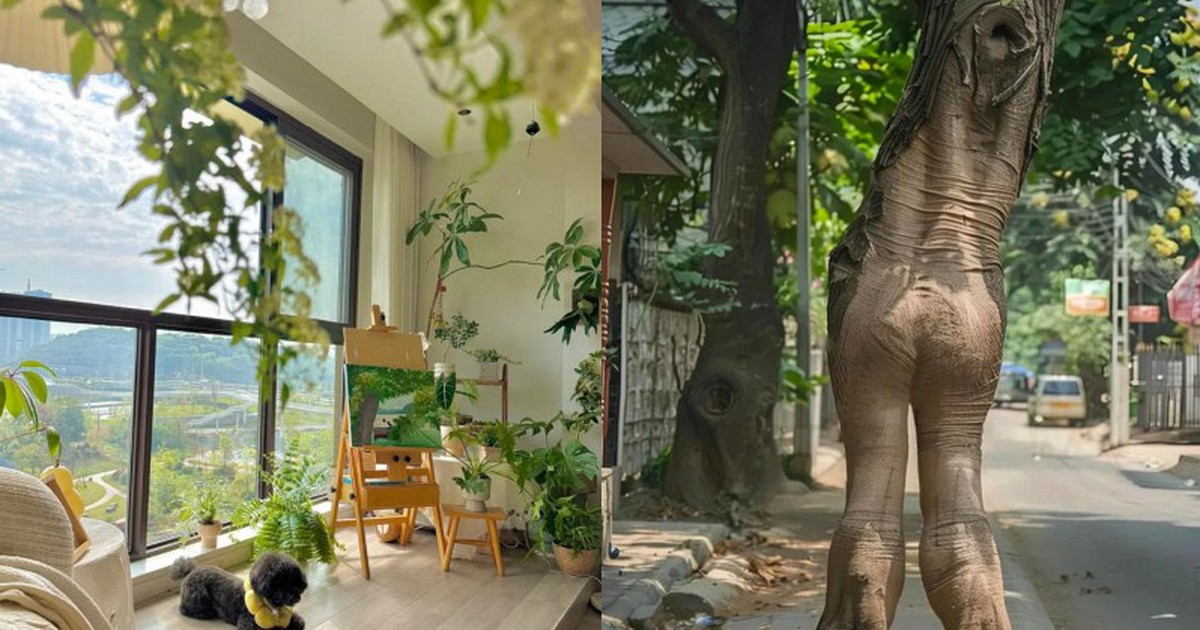 Ông bà nói: Đừng mang cây dữ vào nhà, cây càng thịnh thì người càng suy - Sự thật là gì?