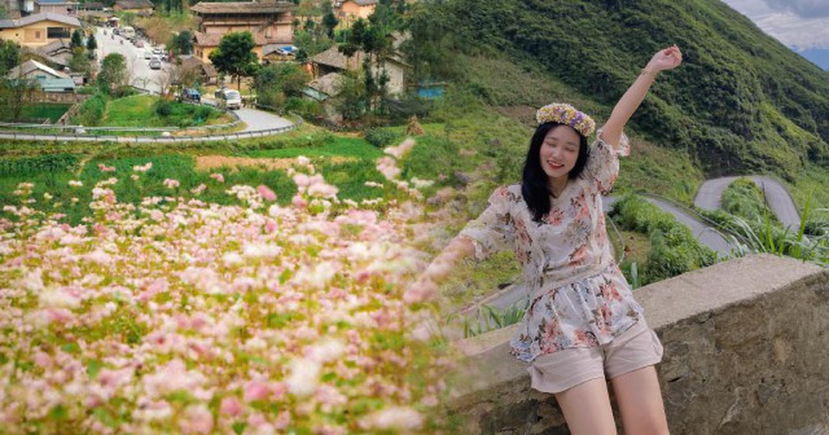 Chỉ còn 9 ngày nữa, 240ha hoa tam giác mạch đẹp nhất Việt Nam chính thức mở cửa, có nơi người dân được ngắm miễn phí