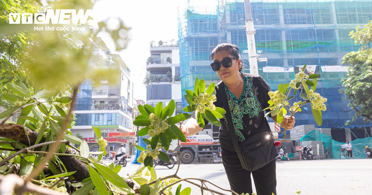Hà Nội bắt đầu cắt tỉa hoa sữa, nhiều người tiếc nuối nhặt hoa mang về