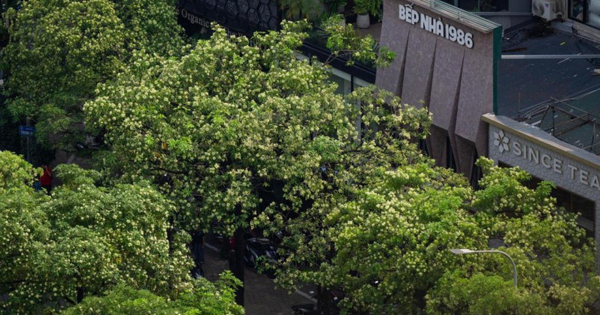 Những tuyến phố nhiều hoa sữa nhất Hà Nội: Cùng một đoạn đường người đứng lại hít hà, người đeo 2 lớp khẩu trang phóng cho nhanh