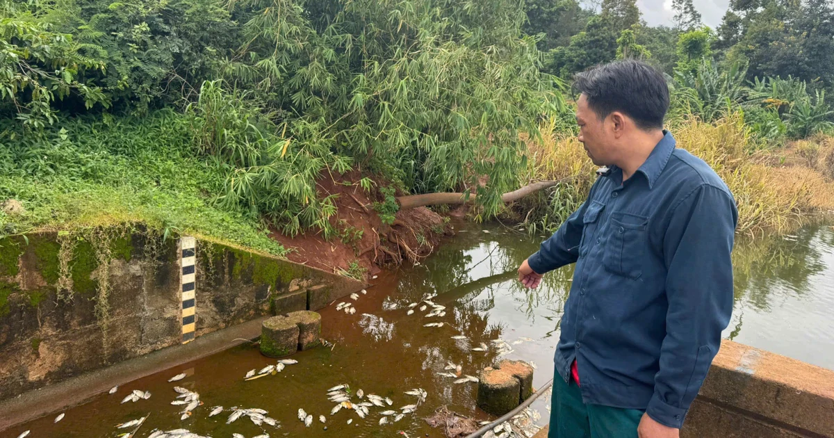 Điều tra cá chết trắng hồ gần cụm công nghiệp có 4 công ty đấu nối xả thải trái phép