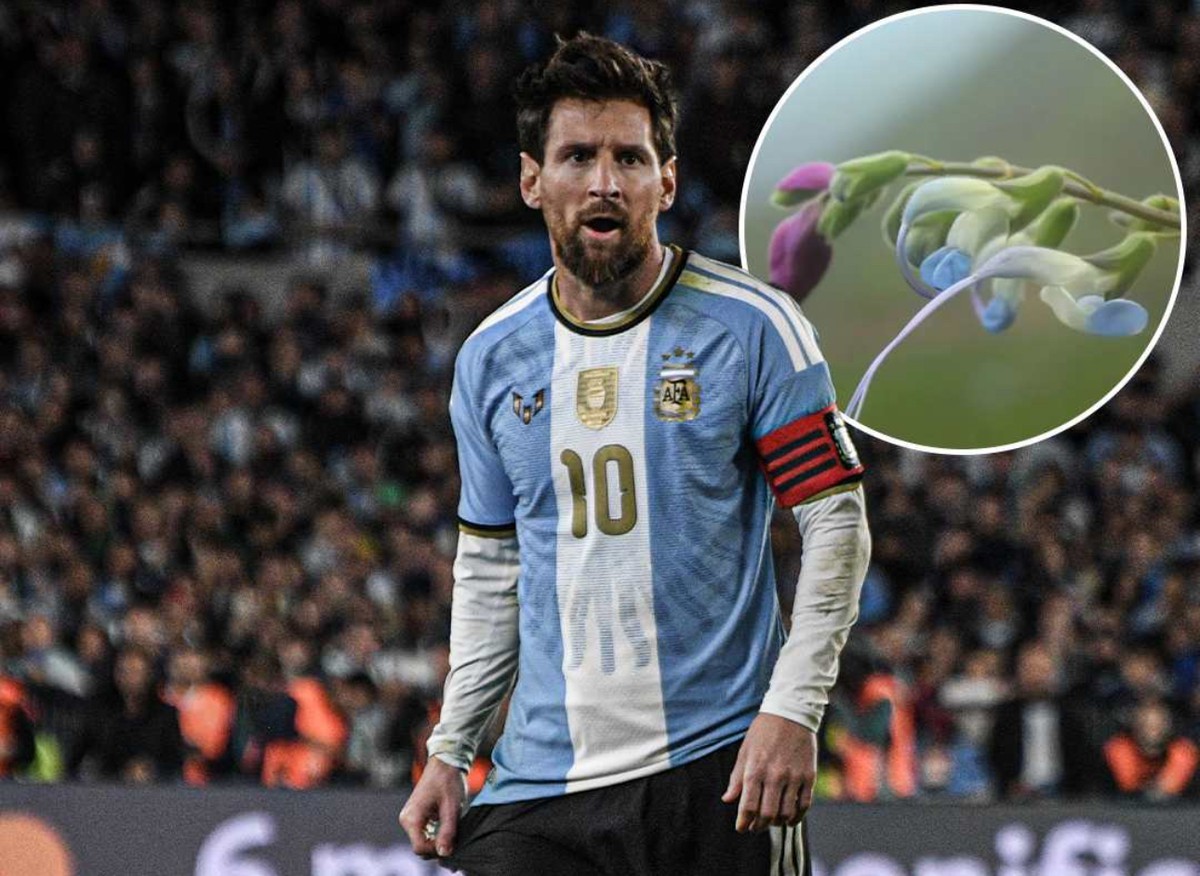 Xuất hiện bông hoa Messi trên thế giới
