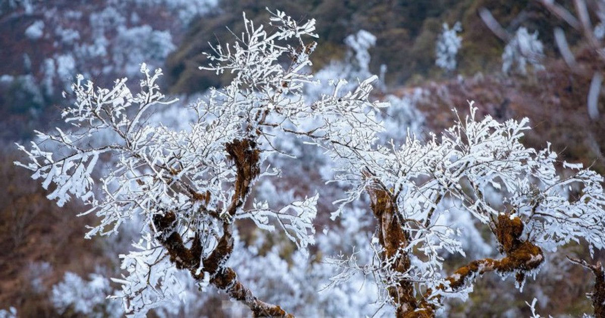 Phát hiện đỉnh núi cao hơn 1.500m ở Việt Nam, từng lạnh dưới 0°C, cây cối phủ trắng băng giá như trời Âu
