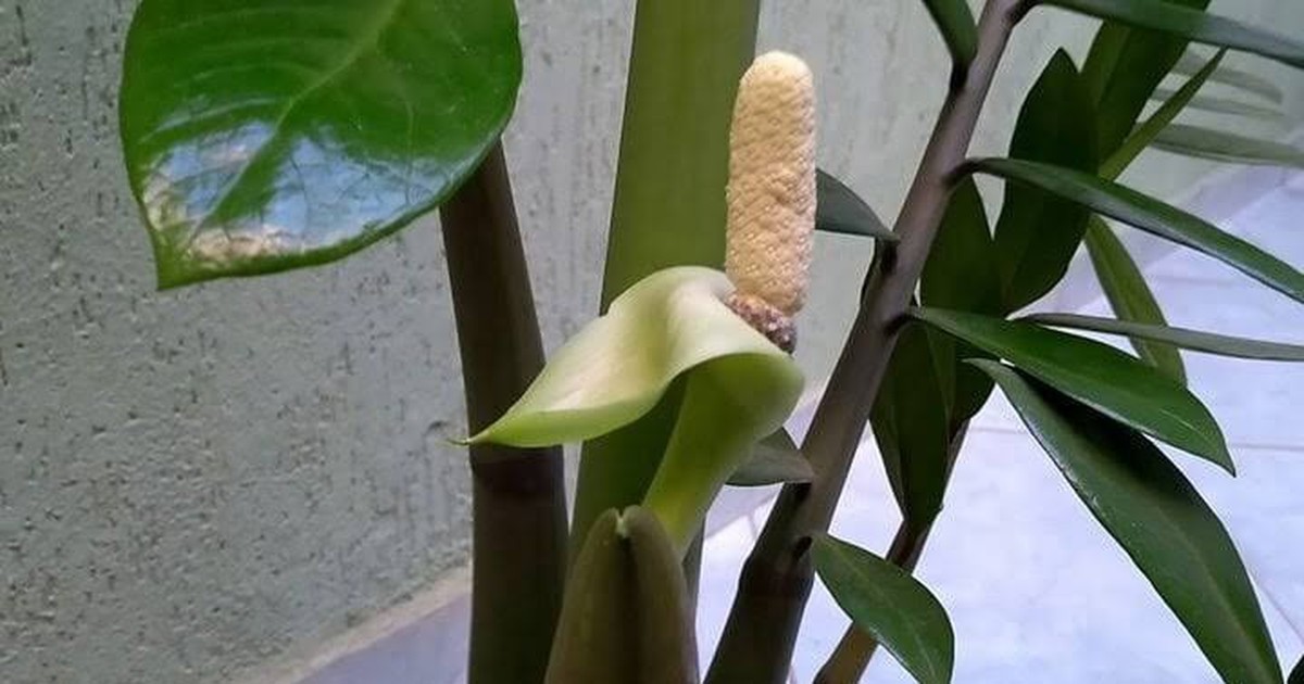5 cây cảnh ra hoa là có lộc, báo hiệu phong thủy cát lành, quý nhân tìm đến tận cửa