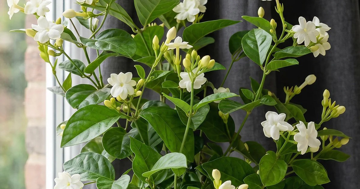 Lời khuyên dành cho những gia đình đang trồng cây hoa nhài