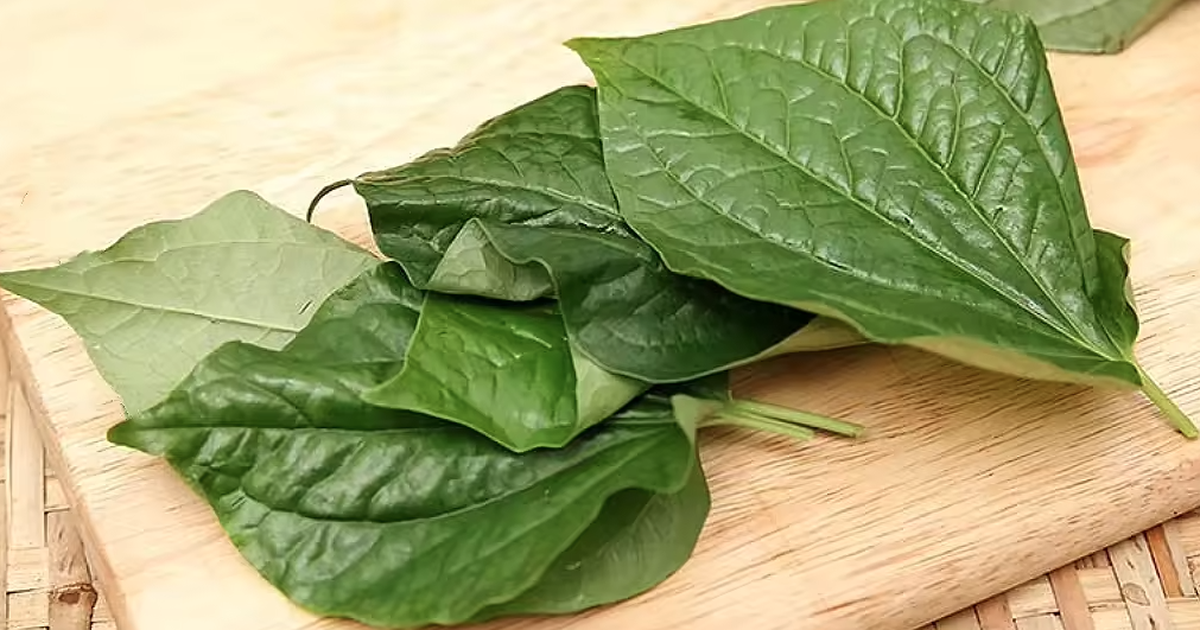 Lời khuyên đến tất cả các gia đình đang trồng cây lá lốt để ăn