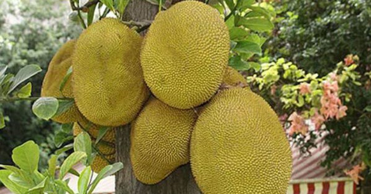 Nhiều gia đình trồng mít trong sân vườn, hóa ra không chỉ để lấy quả