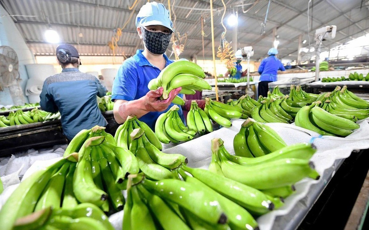 Đại gia dầu mỏ tìm nguồn cung chuối Việt Nam: Nhu cầu 5–9 container mỗi tuần, 4-6 nải/buồng...