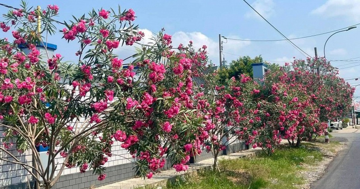 Hà Nội cấm trồng 18 loại cây nơi công cộng: Có tới 16 cây chứa độc tố và nguy hại sức khỏe