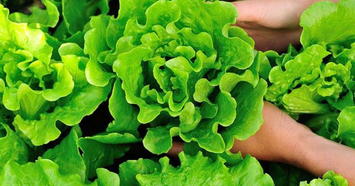 Lời khuyên cho tất cả các gia đình đang trồng xà lách để ăn