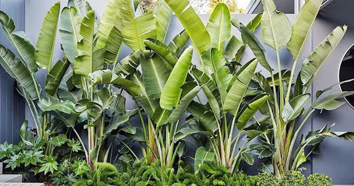 Vì sao ông bà dặn con cháu: "Trước trồng cau, sau trồng chuối"?
