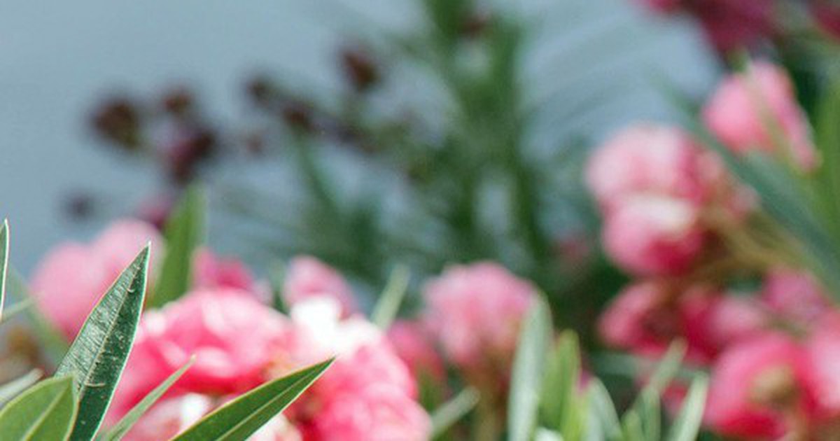 Loại cây có hoa đẹp rực rỡ nhưng bị cấm trồng trên đường phố Hà Nội: Lý do liên quan đến chất cực độc