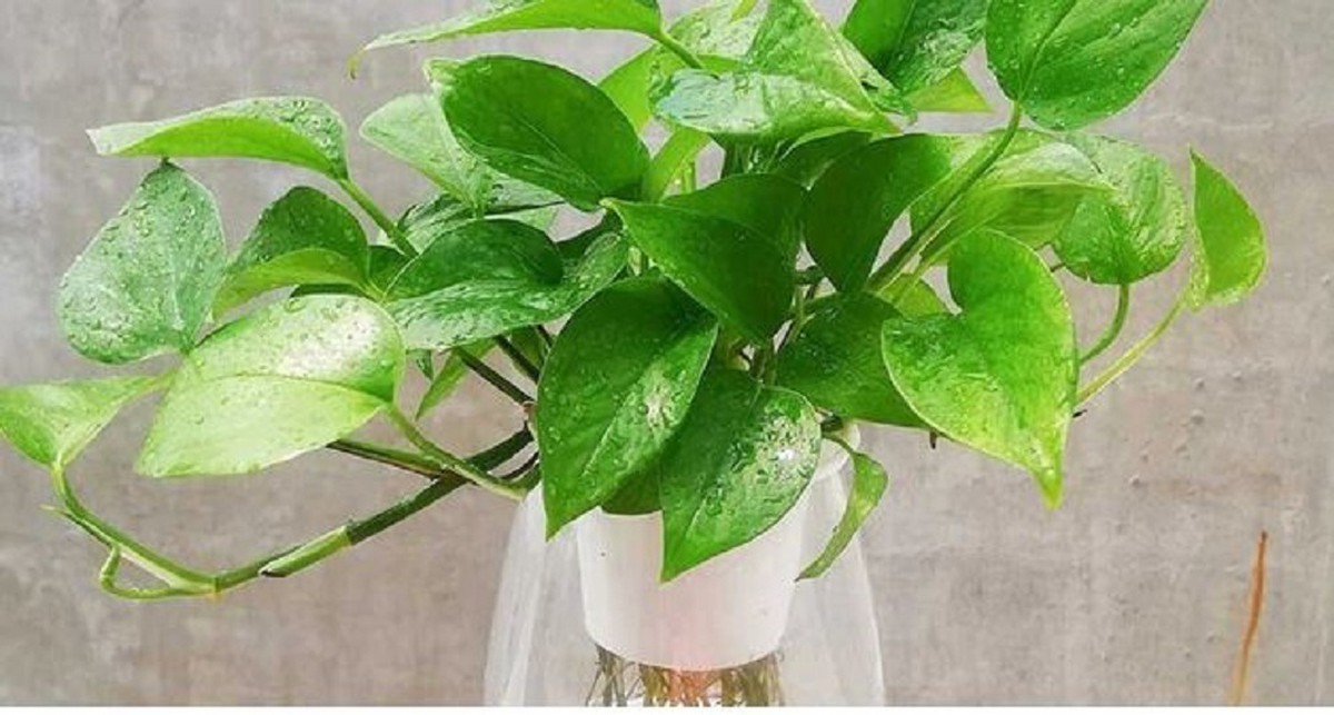 Những vị trí tối kỵ trong nhà tránh đặt cây trầu bà