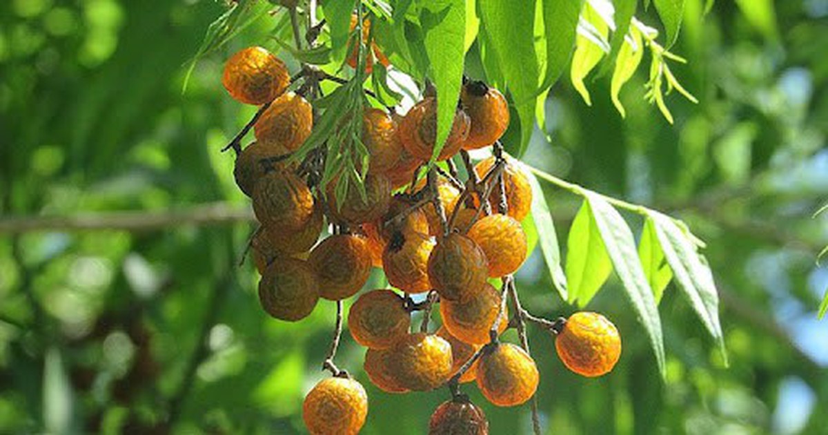 Vì sao Hà Nội cấm trồng loài cây quen thuộc với nhiều người Việt, là dược liệu trong nhiều bài thuốc dân gian?