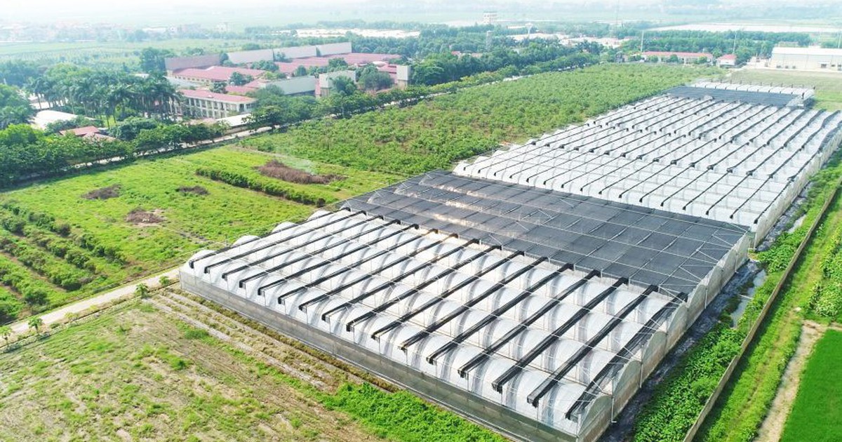 Giá lợn hơi giảm, Dabaco báo lãi ròng quý III/2026 giảm hơn 41% dù doanh thu tăng