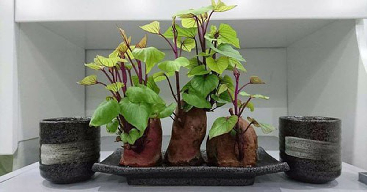 Nhiều gia đình trồng rau khoai lang trong nhà, hóa ra không chỉ để lấy ngọn ăn