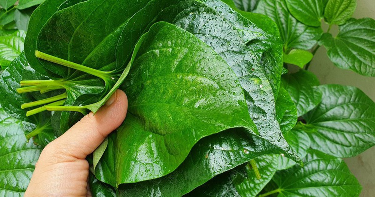 5 loại rau chỉ cần trồng một lần, hái ăn hết lứa này đến lứa khác
