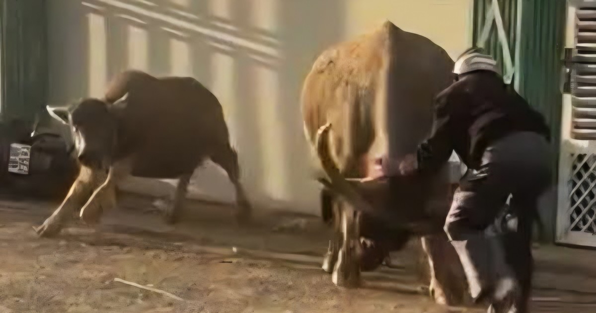 Trâu cái húc 6 người bị thương, lao vào đám cưới ở Lâm Đồng