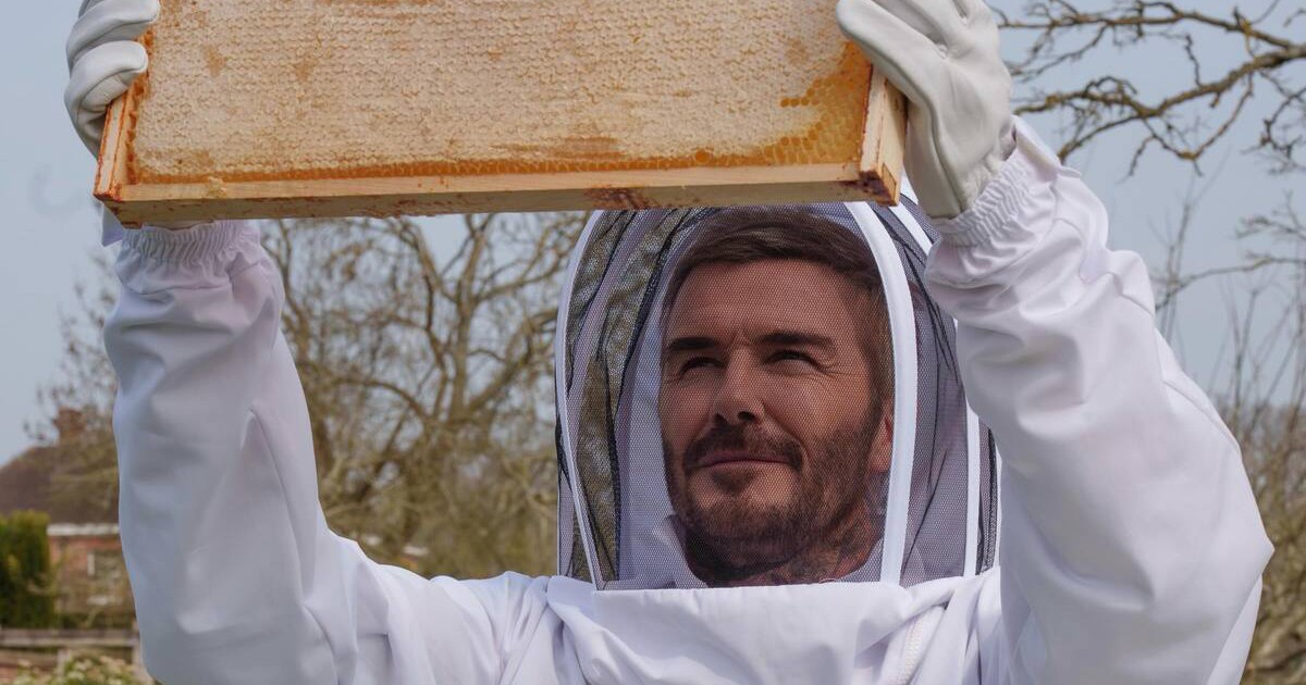 Đàn ong của David Beckham