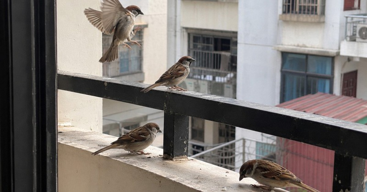 5 loài chim đột ngột ghé nhà báo hiệu phong thủy rất tốt