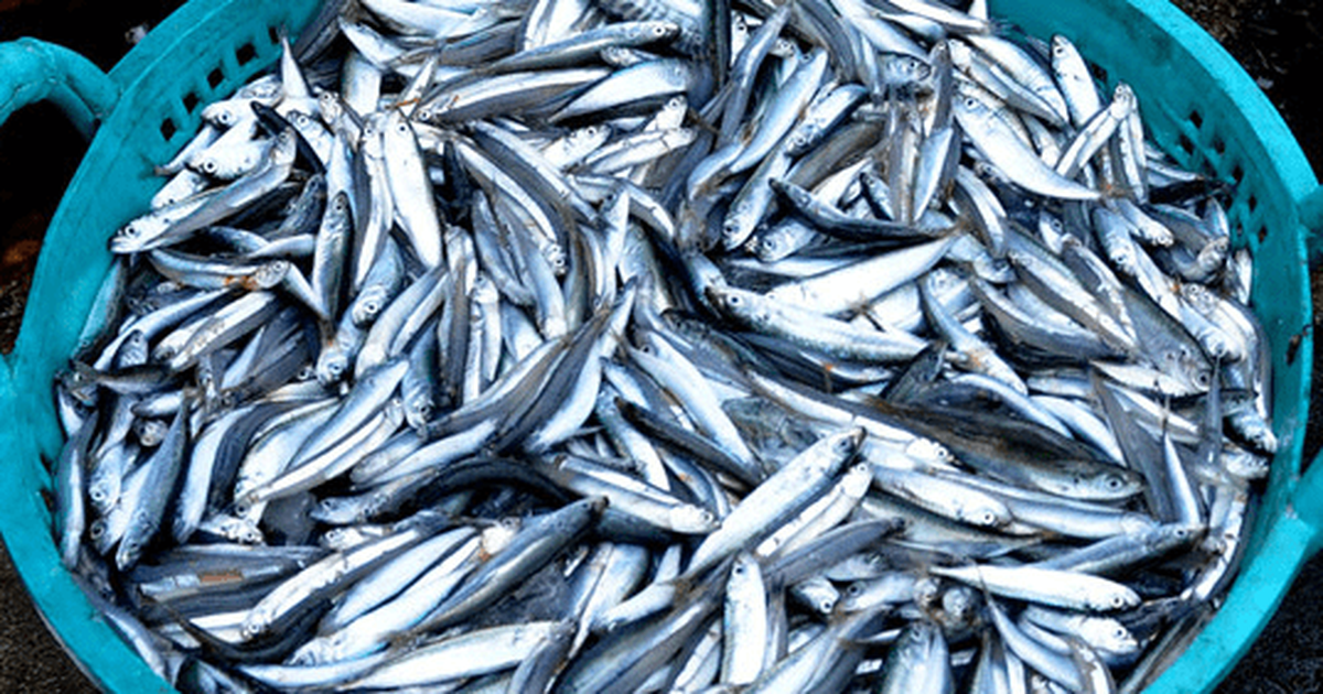 Loại cá giàu omega-3 canxi gấp 25 lần cá hồi nhưng giá rẻ hơn ít nhất 10 lần, chợ Việt đang bán đầy: "Nhỏ mà có võ", ít ngậm hóa chất