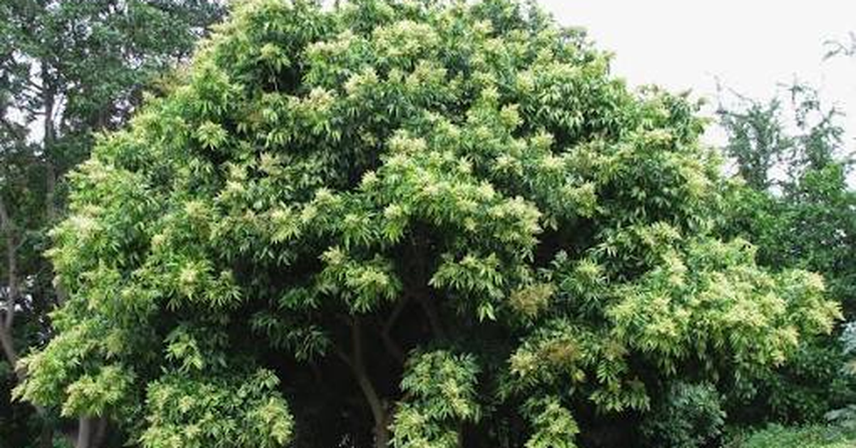 Vì sao Hà Nội cấm trồng loại cây có quả quen thuộc, nhiều nhà từng dùng thay xà phòng, chất tẩy rửa đồ, quần áo?