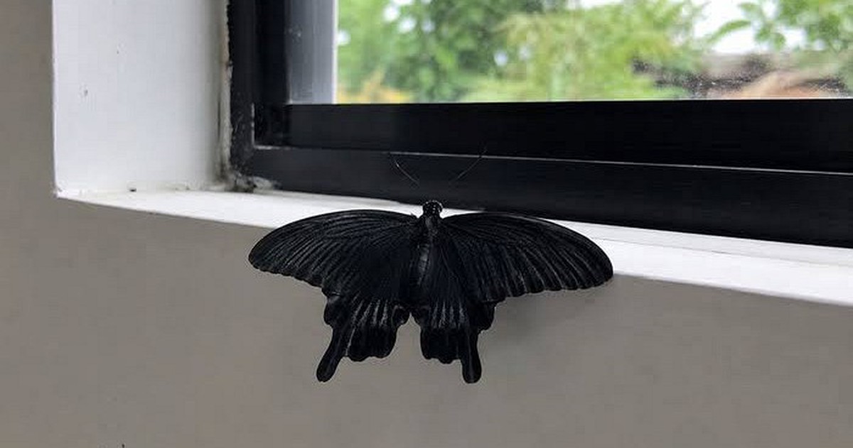 5 vật màu đen đột ngột vào nhà là điềm báo phong thủy, gia chủ nên biết để lưu ý