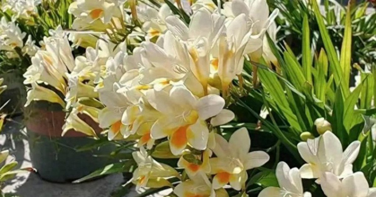 5 loài hoa cứ bung nở là cả căn nhà như được ướp hương, thơm đến mức hàng xóm đi ngang phải chạy vào hỏi xin một nhánh