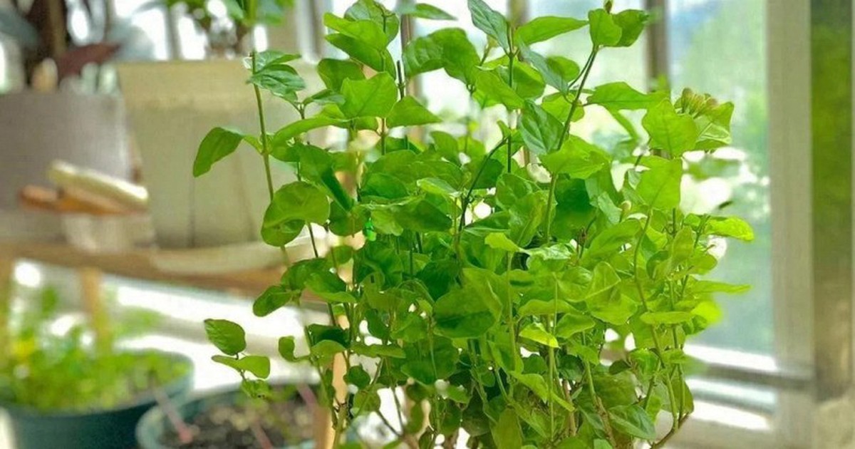 5 cây ác bước vào nhà, ông bà nhìn thấy muốn TIỄN ĐI NGAY: Phúc chưa kịp đến, họa đã chực chờ