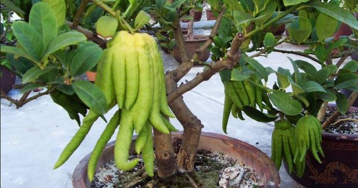 Người giàu nâng niu 3 loài cây này như báu vật trong nhà: Một cây nở hoa, một cây kết trái, một cây chỉ đứng im cũng toát ra vẻ phú quý