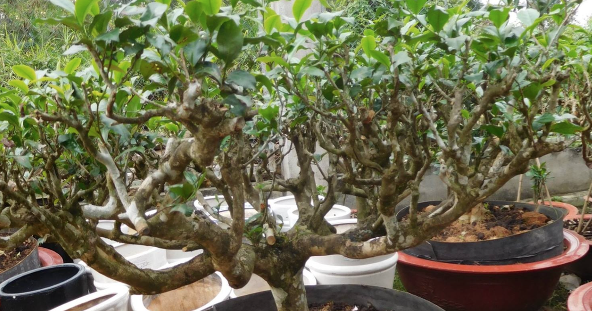 Nhiều gia đình trồng một cây chè trong nhà: Hóa ra không chỉ để lấy lá