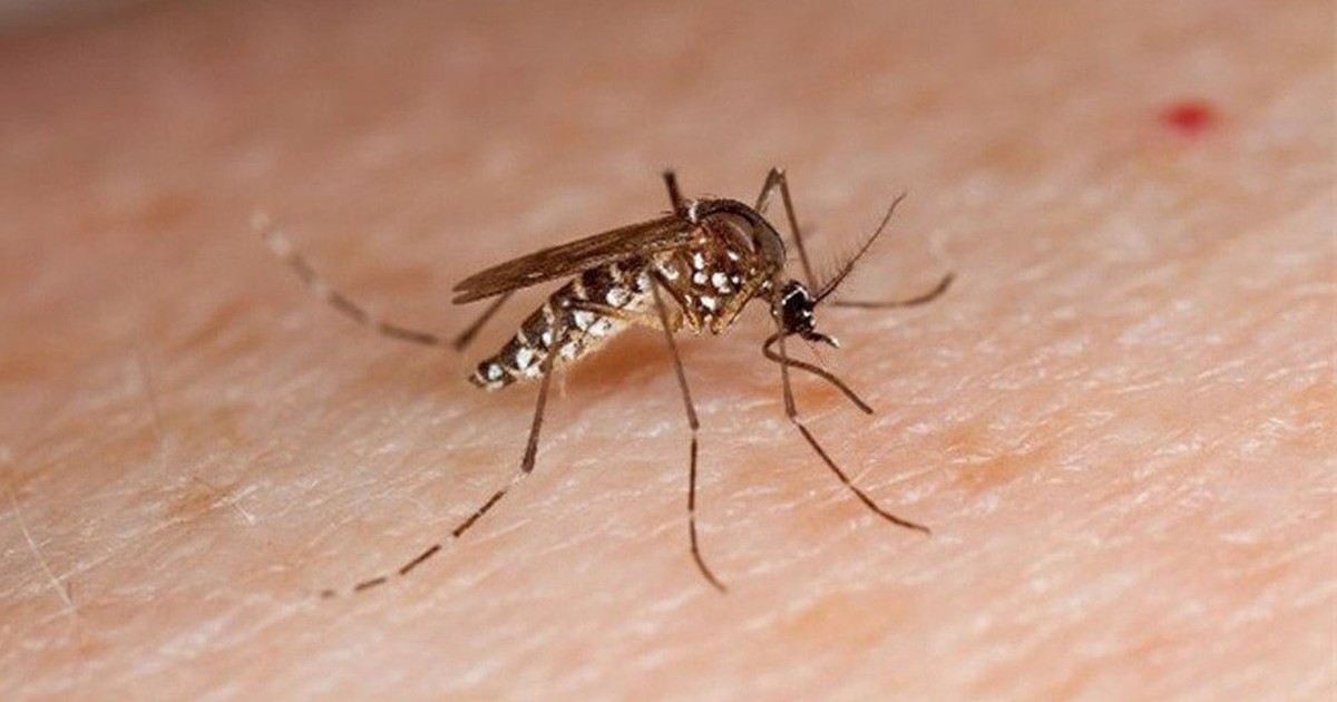 Lời khuyên cho những gia đình đang có muỗi trong nhà