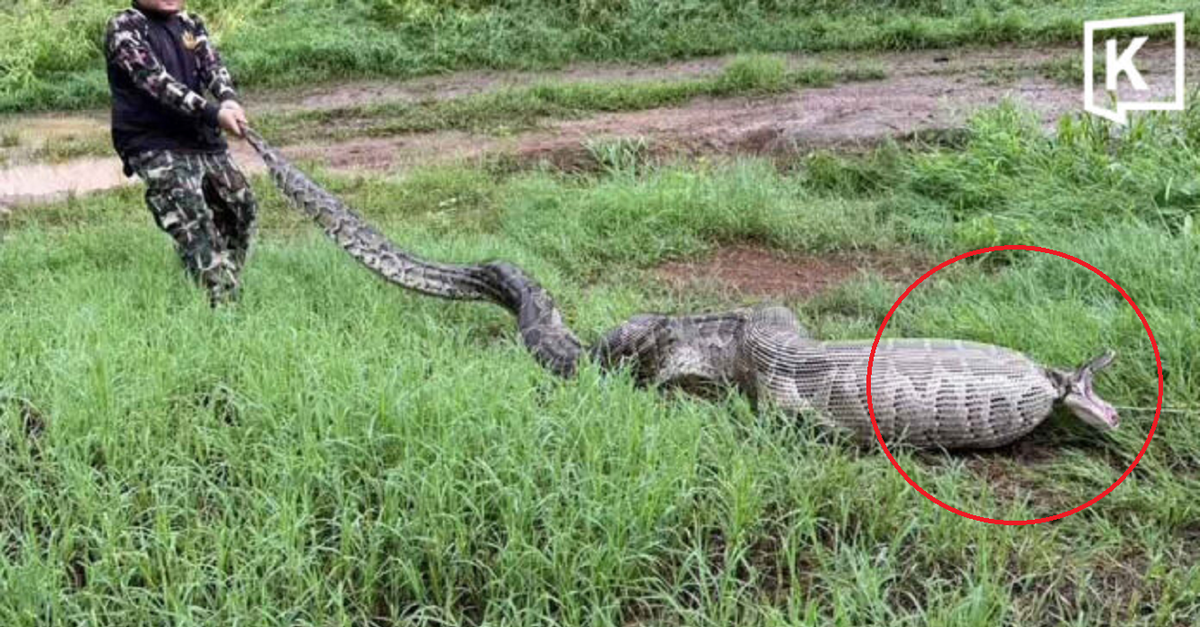 Người dân ghi lại cảnh tượng "nổi da gà" ngoài vườn