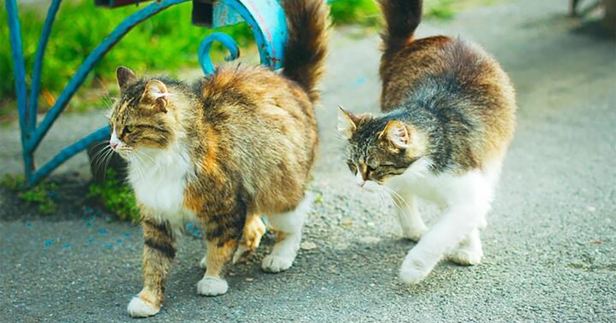 Quốc gia nào có số mèo vượt quá số dân?